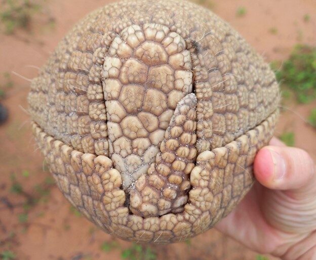 a three-banded armadillo rolled into a ball