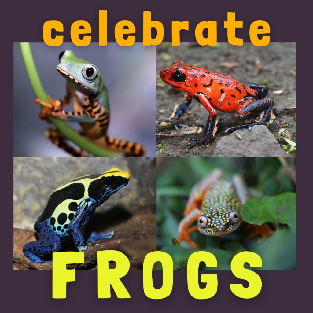 celebrate frogs
