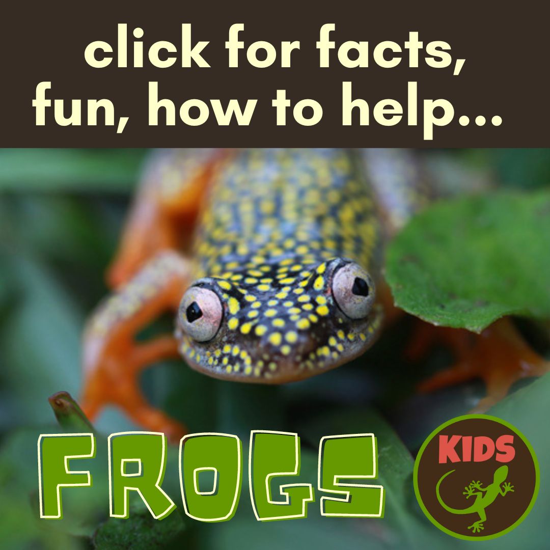 Mongabay Kids – the nature and conservation corner for kids