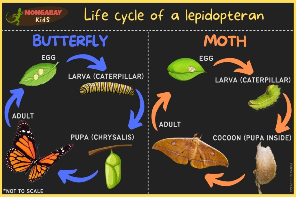 life cycle of moths and butterflies