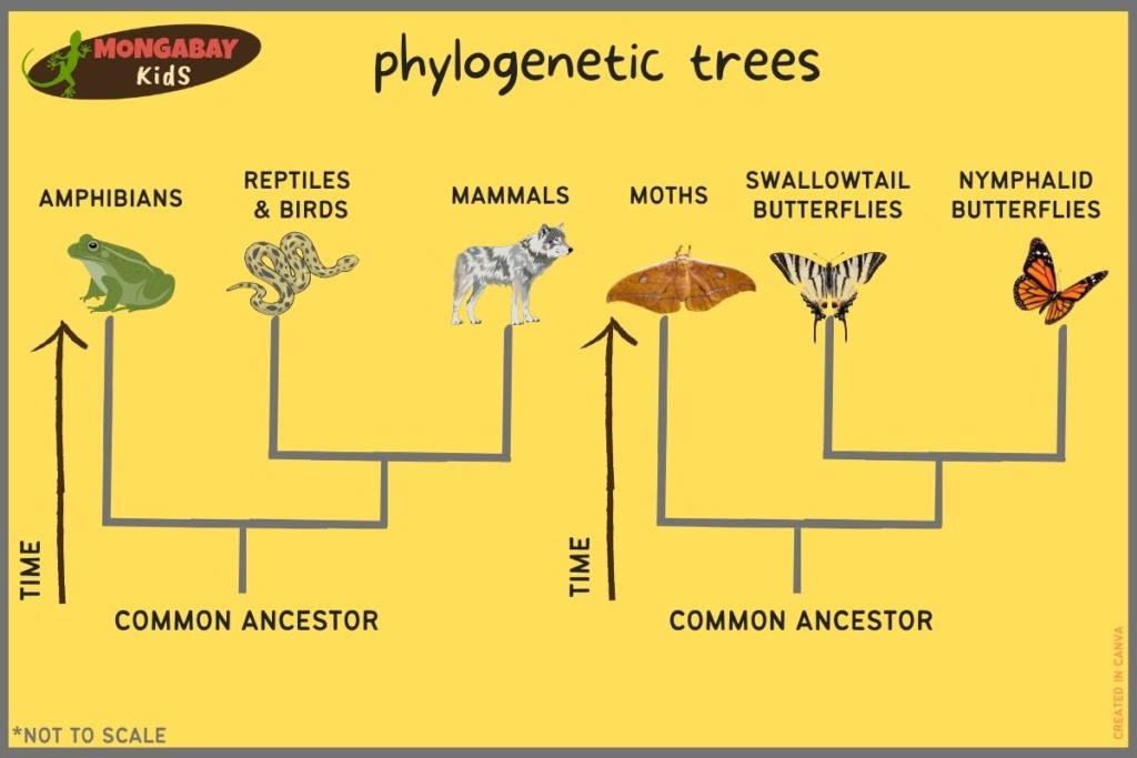 example phylogenetic trees