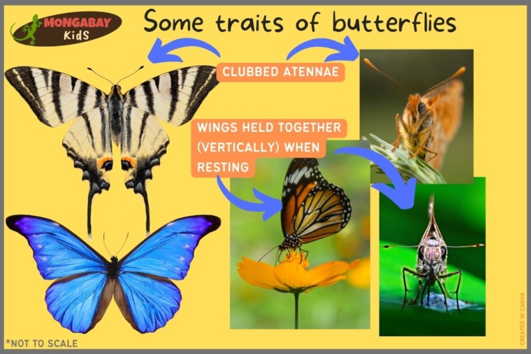 Some traits of butterflies