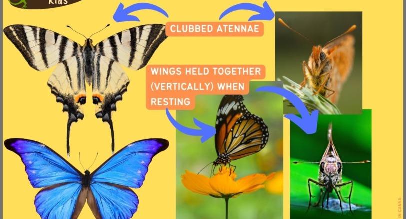 Some traits of butterflies