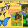 Are butterflies a type of moth?