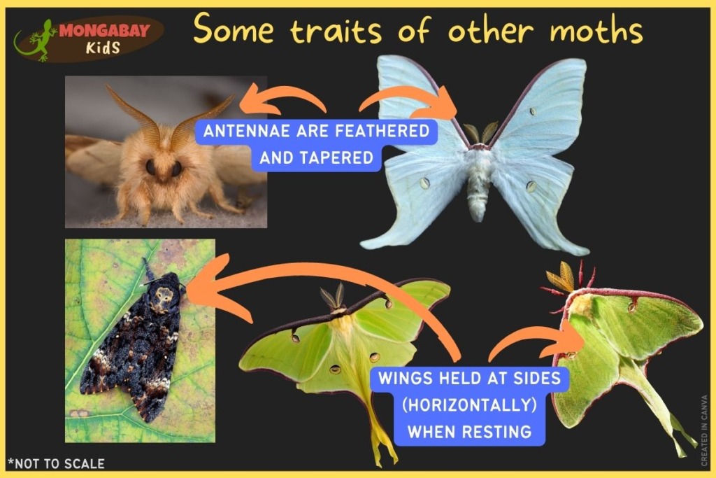 Some traits of other moths