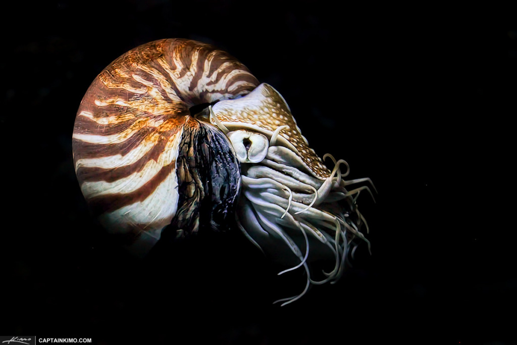 a nautilus