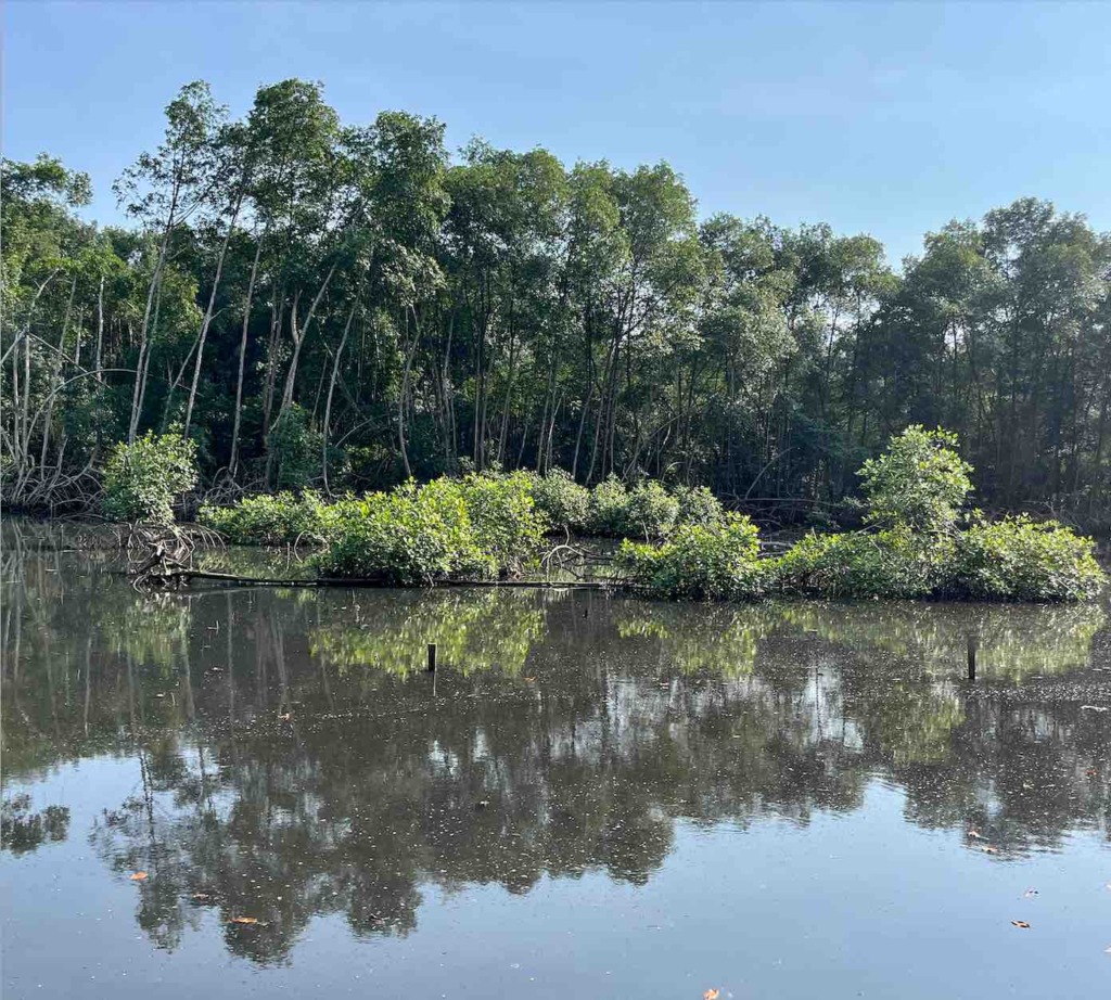 Lowé mangrove in Libreville