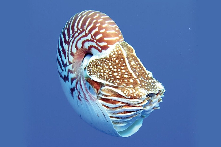 Nautilus samoaensis