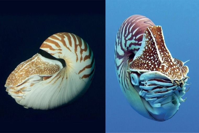 two nautilus species