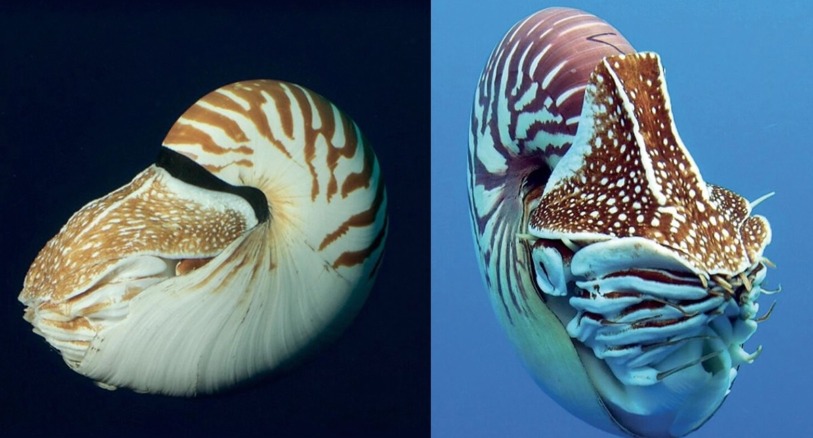 two nautilus species