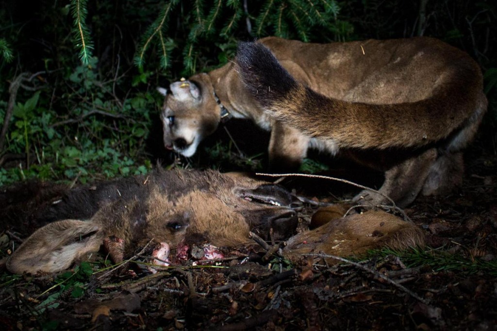 A mountain lion eating prey