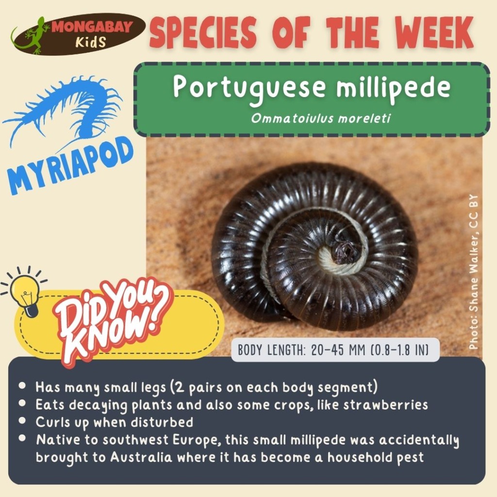 Portuguese millipede species of the week