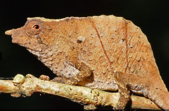 a pygmy chameleon