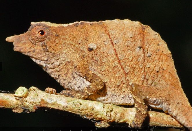 a pygmy chameleon