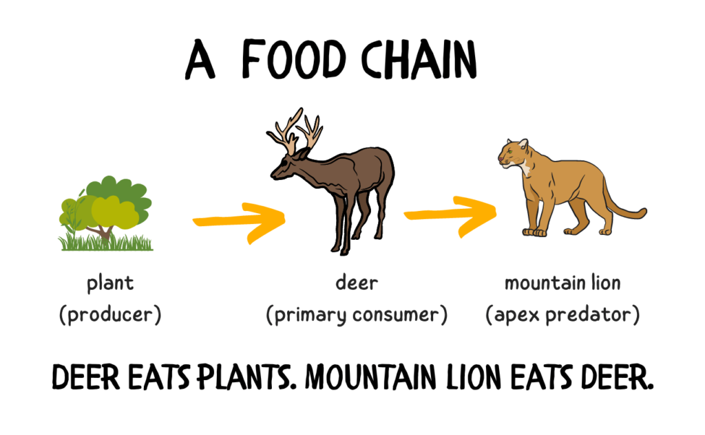 a simple food chain with a plant, deer, and mountain lion