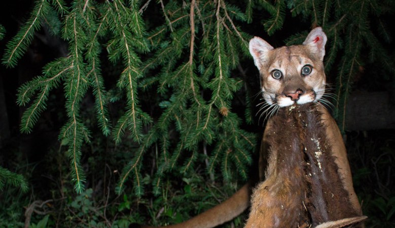 A mountain lion with its prey