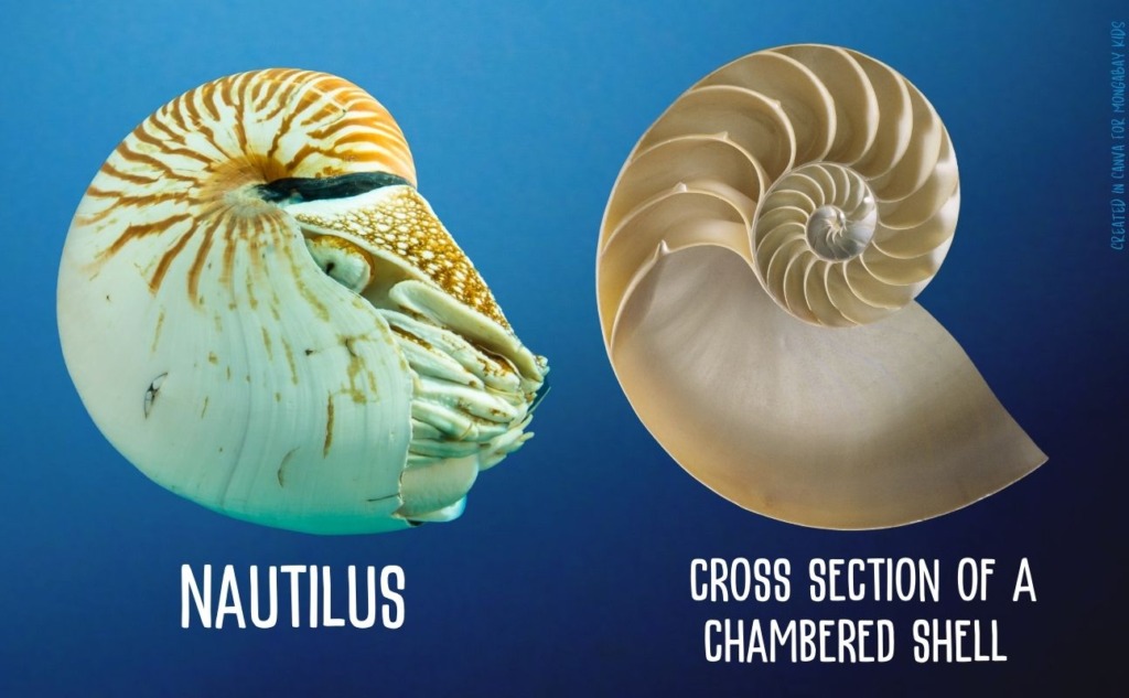 a nautilus and a chambered shell