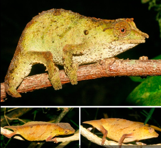 a pygmy chameleon