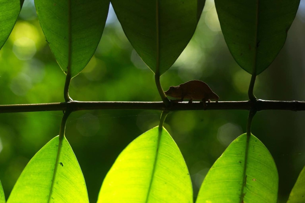 a pygmy chameleon