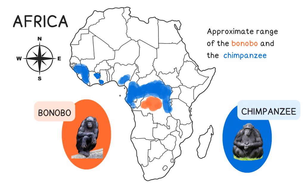 bonobo vs chimpanzee range