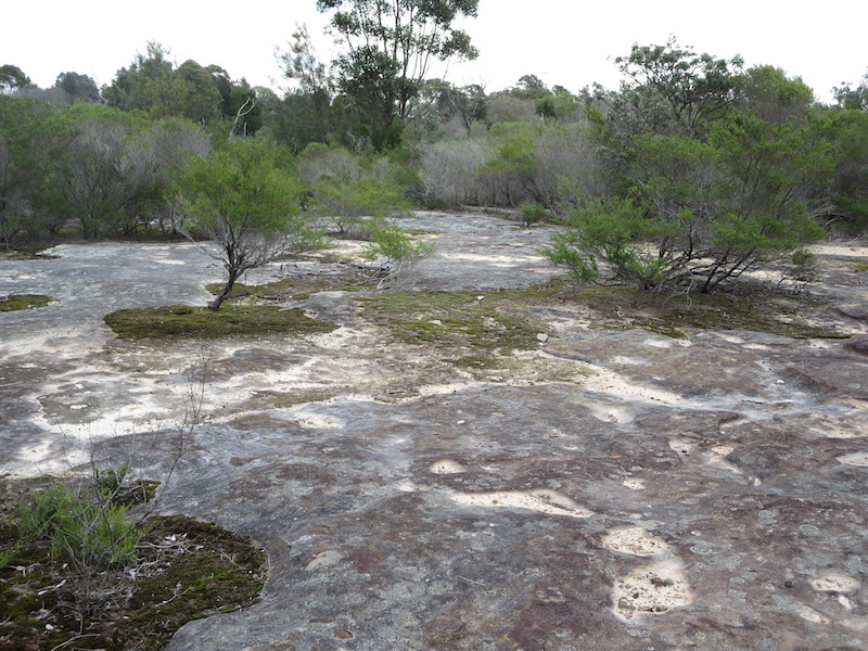 Moss on sandstone rock