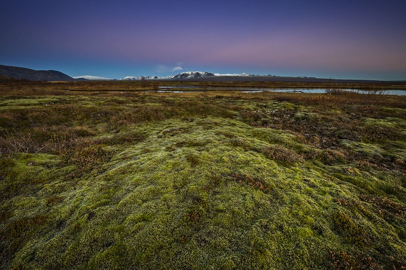 moss in Iceland