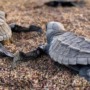 Bangladesh is working to conserve its olive ridley sea turtles