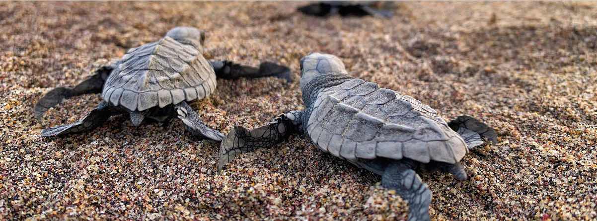 Bangladesh is working to conserve its olive ridley sea turtles ...