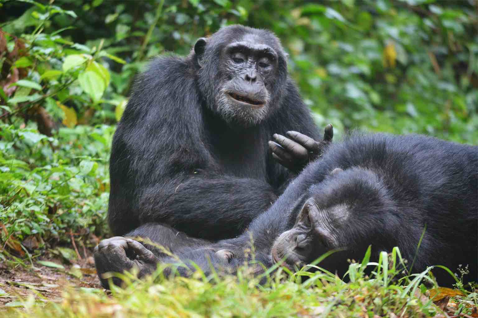 Meet the bonobos and their peaceful world – Mongabay Kids