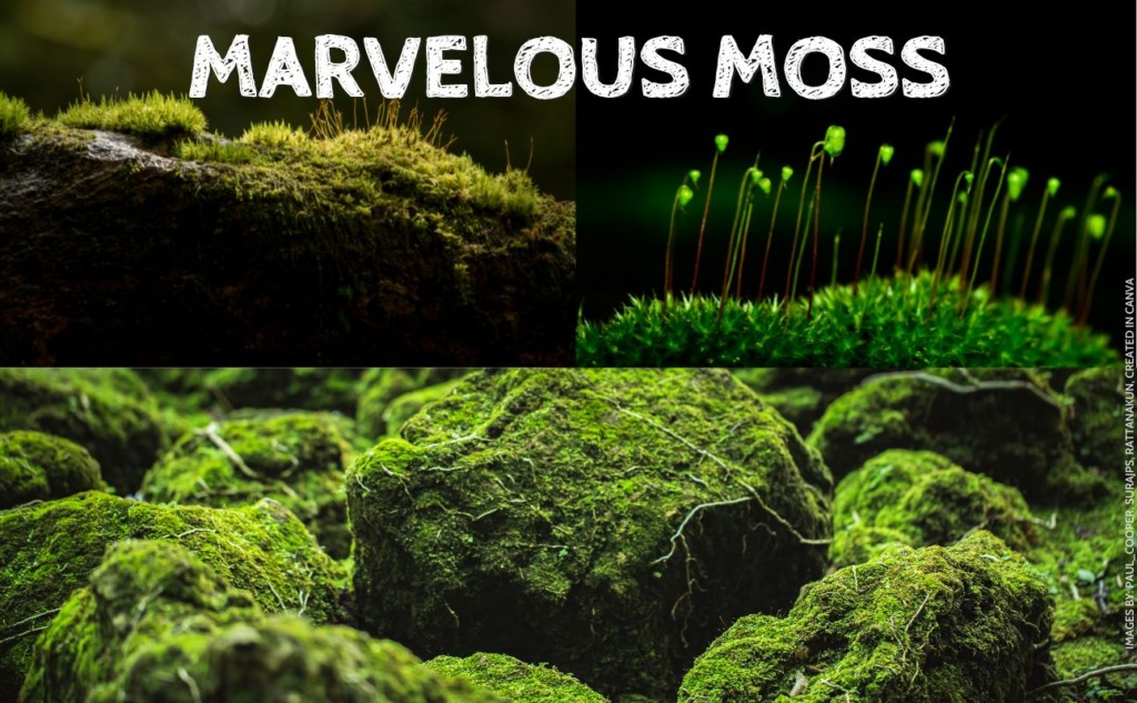 How to Grow Moss