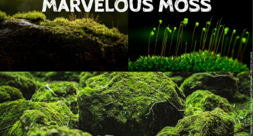 images of moss