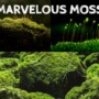 Moss is the boss! What is moss and why should people care about it?