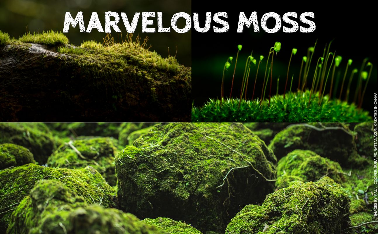 Moss is the boss! What is moss and why should people care about it ...