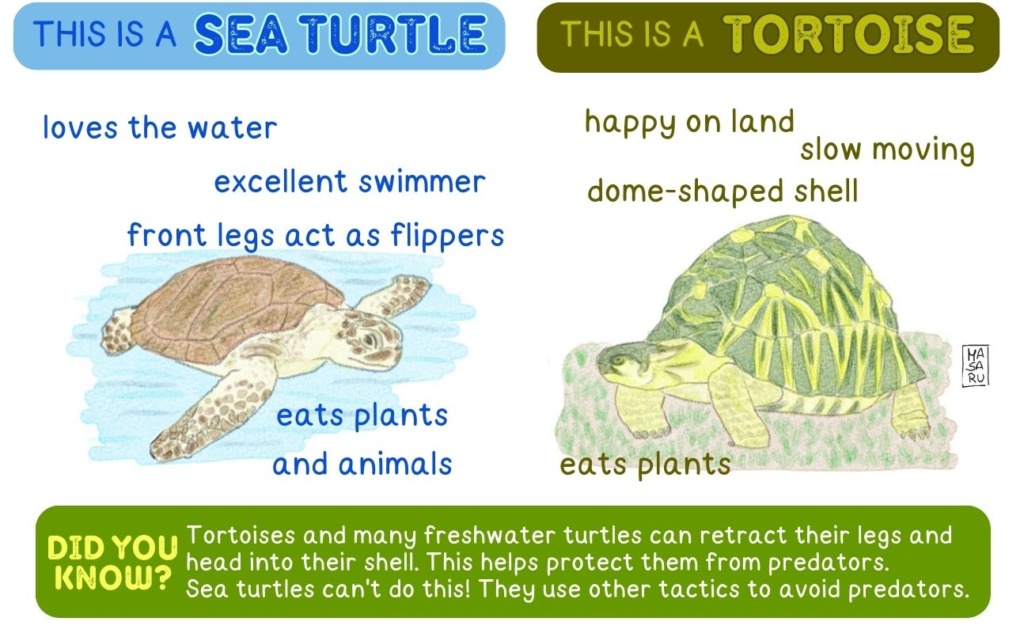 Meet the 7 living species of sea turtles – Mongabay Kids