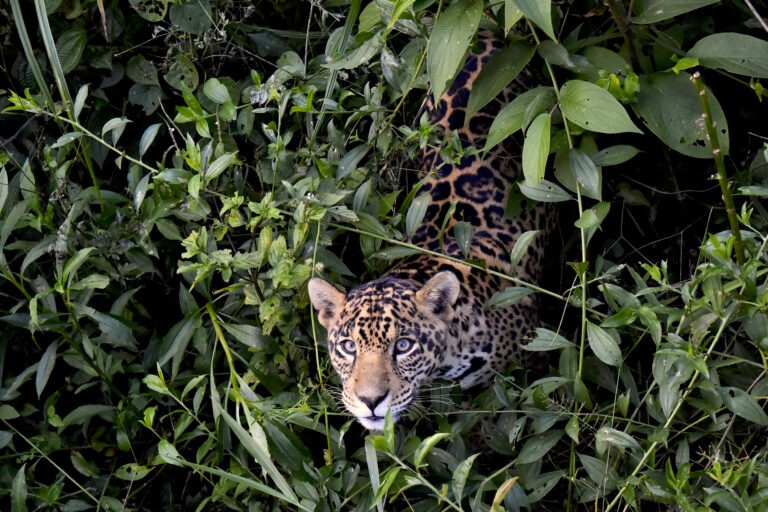 Jaguars in America: The case for rewilding the US southwest with