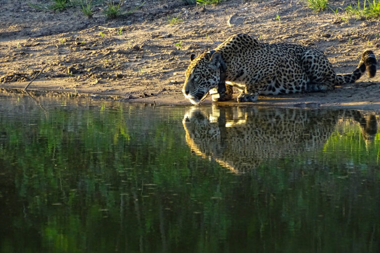 Female jaguar Isa in the Pantanal