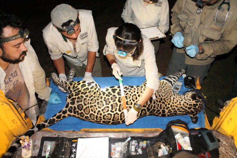 A jaguar captured for monitoring