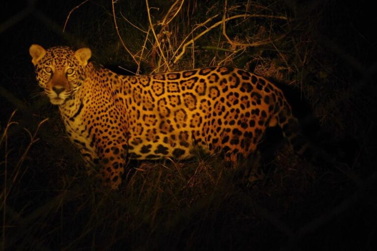 jaguar hunting at night