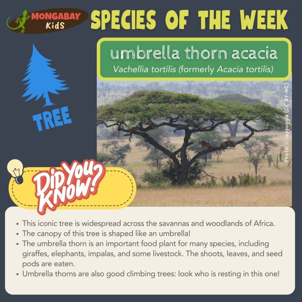 umbrella thorn acacia