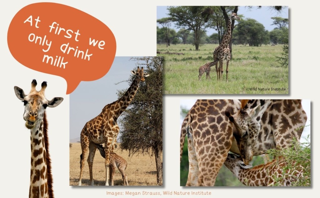 My life as a giraffe kid – Mongabay Kids