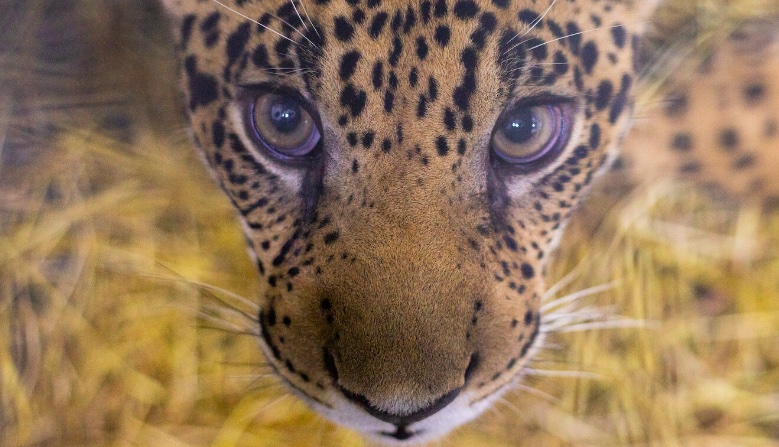 Jaguars in America: The case for rewilding the US southwest with