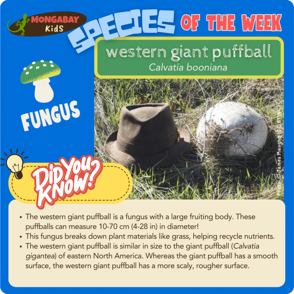 western giant puffball