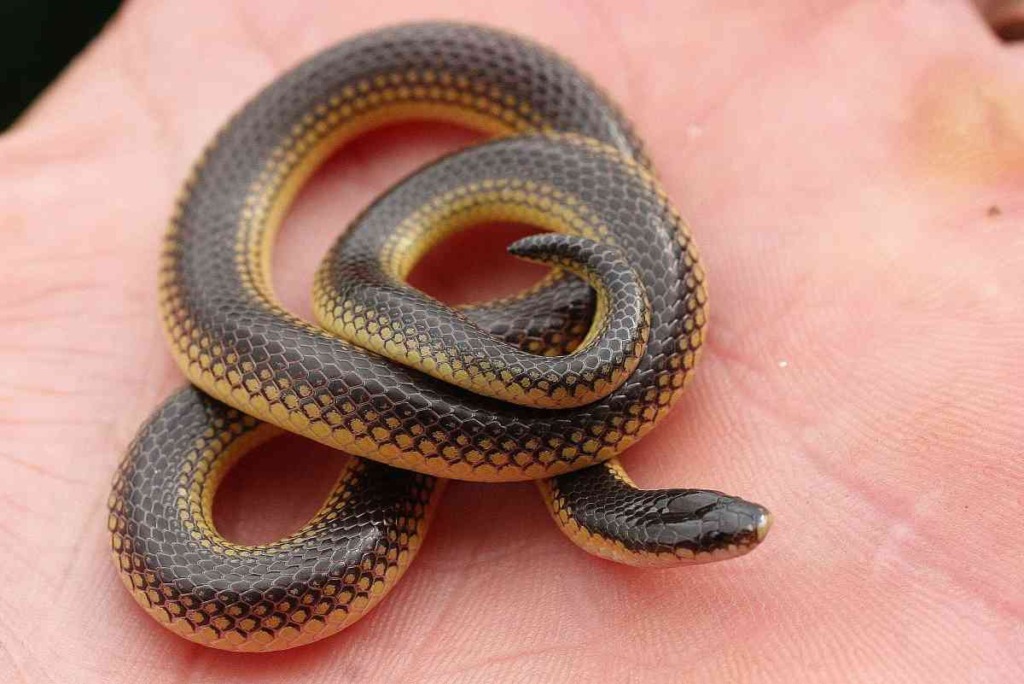 New family of snakes discovered in Kenya – Mongabay Kids