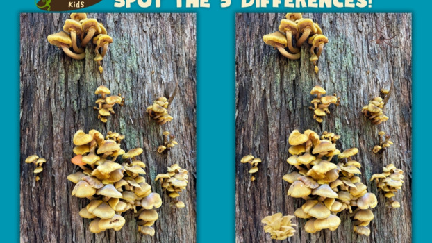 Spot the difference puzzle