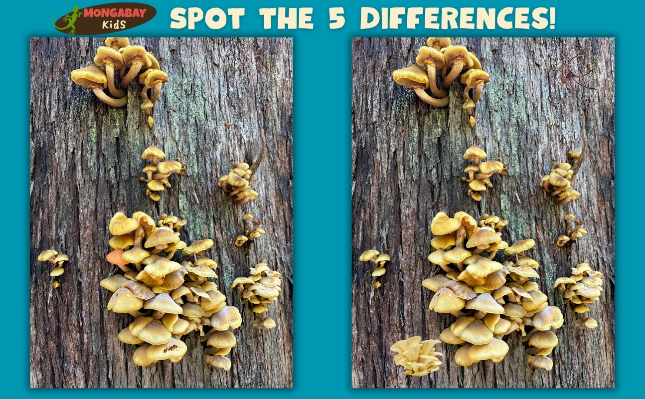 Spot the difference puzzle
