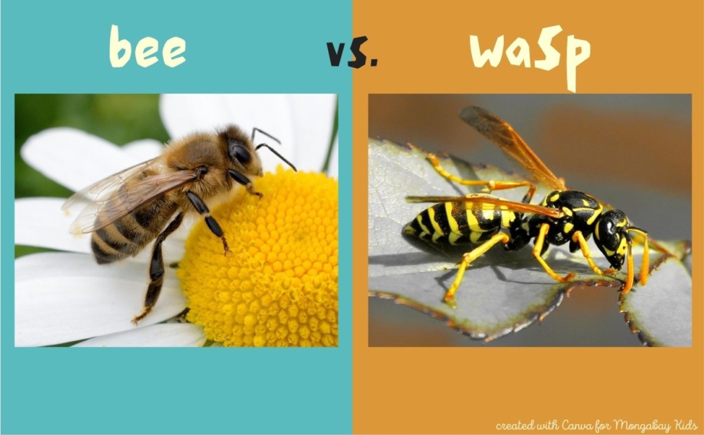bee vs. wasp