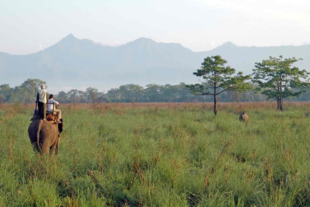 Chitwan grasslands