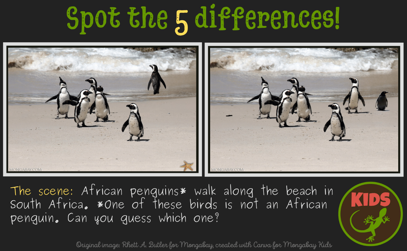 spot the difference penguin puzzle