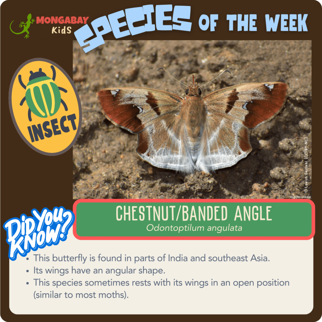 chestnut angle butterfly