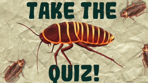 cockroach quiz thumbnail graphic